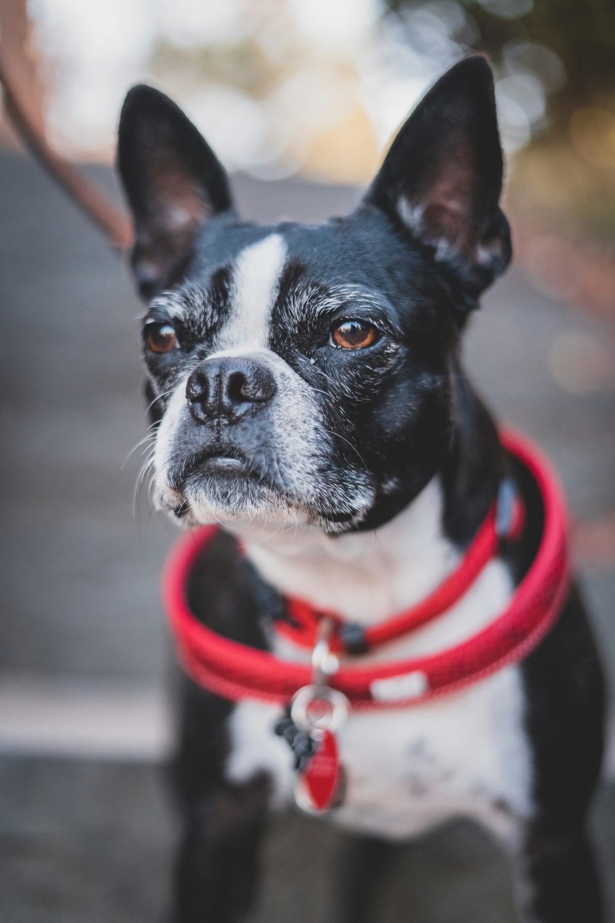Pet sitting and dog walking care